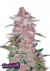 Fast Buds Sementes de Cannabis Blackberry Auto