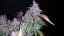 Fast Buds Cannabis Seeds Fastberry Auto