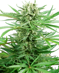 Sensi Seeds Hạt giống cần sa Papi Chulo OG Feminized, 3-10 hạt