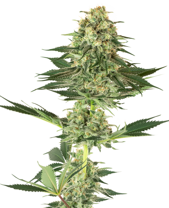 Sensi Seeds Hạt giống cần sa Banana Kush Feminized của White Label, 3-10 hạt