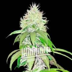 Blimburn Seeds Semillas de cannabis Lambs Bread Feminizadas