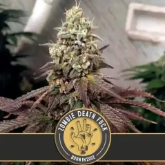 Blimburn Seeds Cannabis Seeds Zombie Death Fuck Nőiesített