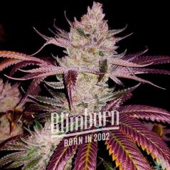 Blimburn Seeds Cannabisfrön Platinakakor Feminiserade