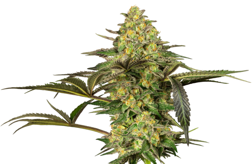 Sensi Seeds Kannabiksen siemenet Grapevine Candy® Feminized, 3-10 kpl