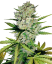 Sensi Seeds კანაფის თესლი Super Skunk Automatic Feminized by White Label, 3-10 ც.