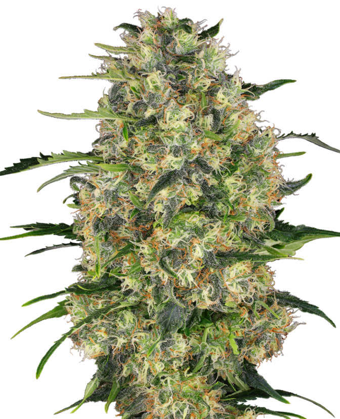 Sensi Seeds კანაფის თესლი შავი დომინა® ფემინიზირებული, 3-10 ც.