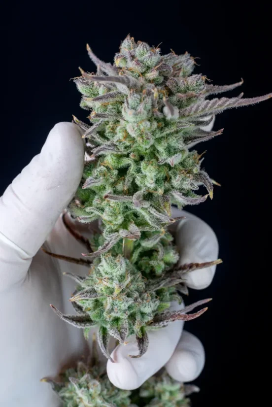 Fast Buds Cannabis Seeds Strawberry Banana Auto