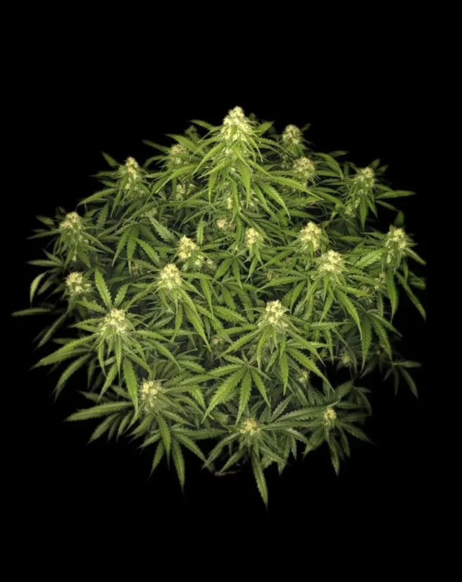 Fast Buds Cannabis Seeds Sur svartsjuka Auto