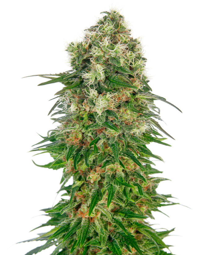 Sensi Seeds Насіння коноплі Shiva Skunk Automatic® Feminized, 3-10 шт.