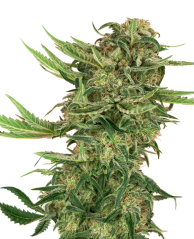 Sensi Seeds Cannabisfrø N13 Kush Feminiseret, 3-10 stk.