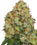 Sensi Seeds Cannabisfrön Sweet Tangerine Tango Automatic Feminized by White Label, 3-10 st