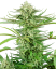 Sensi Seeds Cannabiszaden Cashew Kush Gefeminiseerd, 3-10 stuks