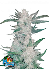 Fast Buds Żerriegħa tal-Kannabis Mexican Airlines Auto