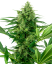 Sensi Seeds Cannabis Seeds Banana Frosting Feminized, 3-10 бр.