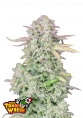 Fast Buds Cannabis Seeds Tren Enkazı Arabası