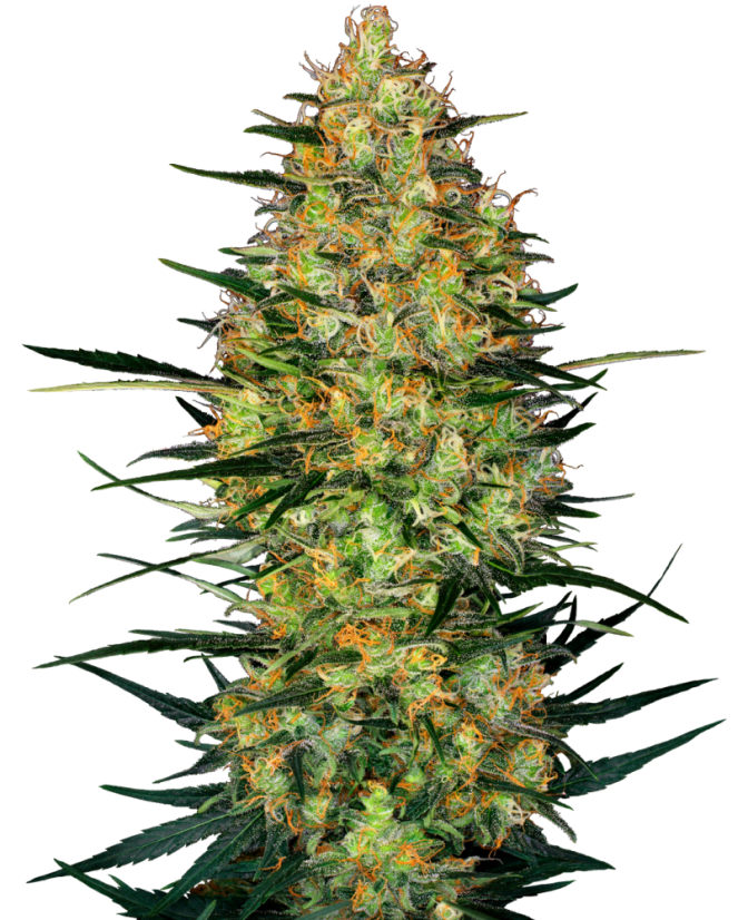 Sensi Seeds Cannabis Seeds Caramellow Kush Automatic Feminized, 3-10 db