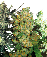 Sensi Seeds Cannabiszaden Feminized Mix®, 5-20 stuks