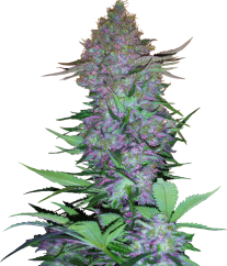 Sensi Seeds Cannabis Seeds Purple Skunk Automatic Feminized, 3-10 vnt.