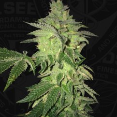 T.H.Seeds™ Cannabiszaden Shiloh Z, 5+1 verpakking, gefeminiseerd