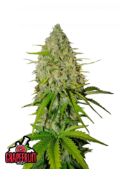 Semi di cannabis Fast Buds Pompelmo Auto