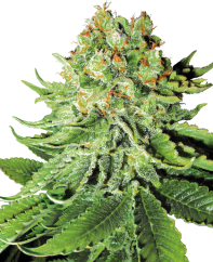 Sensi Seeds Sjemenke konoplje Northern Lights Automatic Feminized by White Label, 3-10 kom