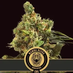 Blimburn Seeds კანაფის თესლი Mamba Negra CBG