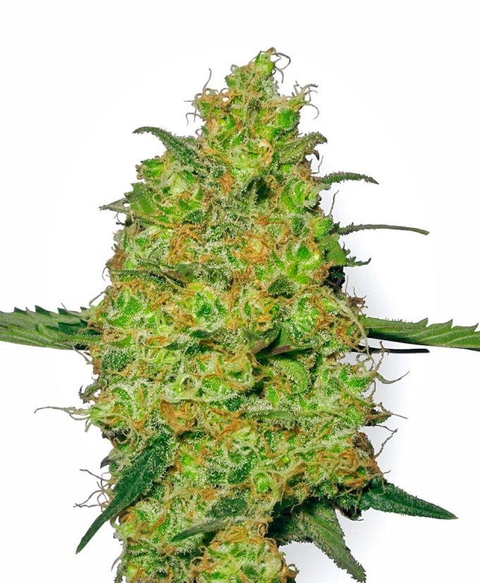 Sensi Seeds Cannabis Seeds Master Kush Regular by White Label, 10 pcs