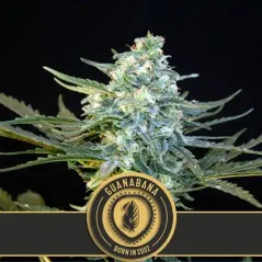 Blimburn Seeds კანაფის თესლი გუანაბანა ფემინიზებული