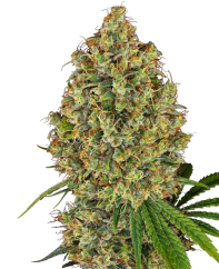 Sensi Seeds Sjemenke konoplje AK-420 Feminized by White Label, 3-10 kom