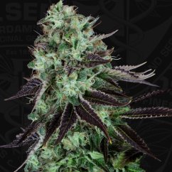 T.H.Seeds™ Nasiona konopi Darkstar™, różne opakowania, regularne