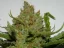 Fast Buds Cannabis Seeds Green Crack Auto