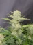 Fast Buds Cannabis Seeds Apricot Auto