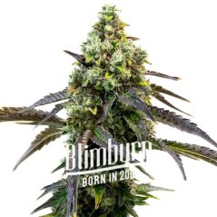 Blimburn Seeds Semillas de cannabis RS11 Feminizadas