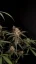 Graines de cannabis Fast Buds AK Auto