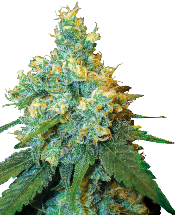 Sensi Seeds Sjemenke konoplje Jack Herer® Regular, 10 kom