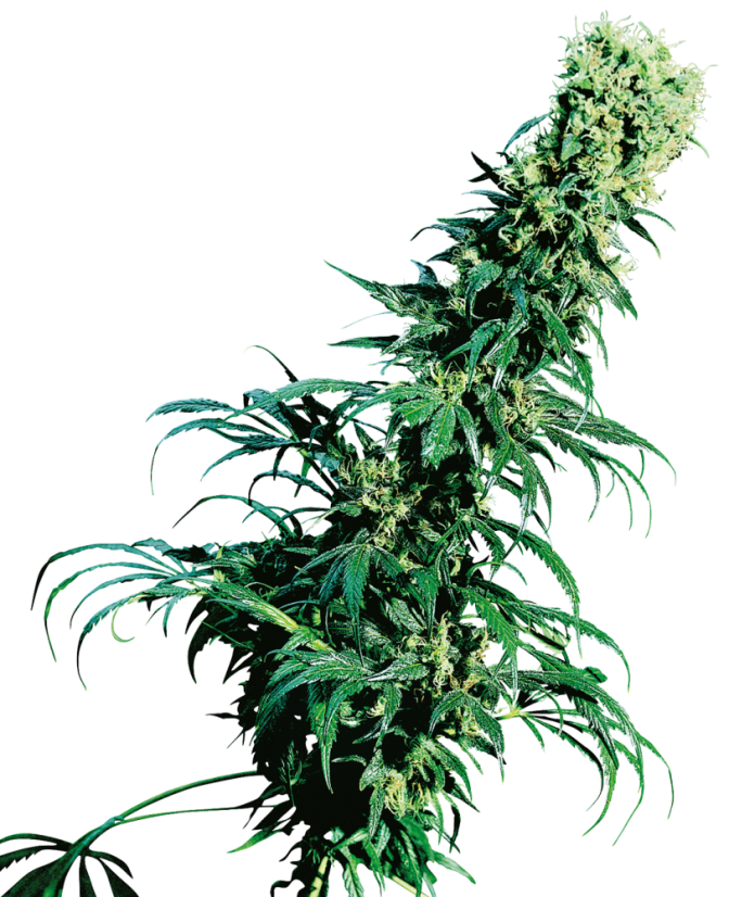 Sensi Seeds Sementes de Cannabis Early Pearl® Regular, 10 unidades