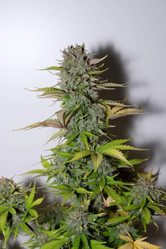 Fast Buds Żerriegħa tal-Kannabis G14 Auto