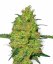 Sensi Seeds Cannabis Seeds Master Kush Regular by White Label, 10 tk