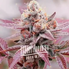 Blimburn Seeds კანაფის თესლი Glookies Auto