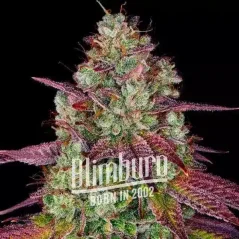 Blimburn Seeds Cannabis Seeds Mimosa Feminized