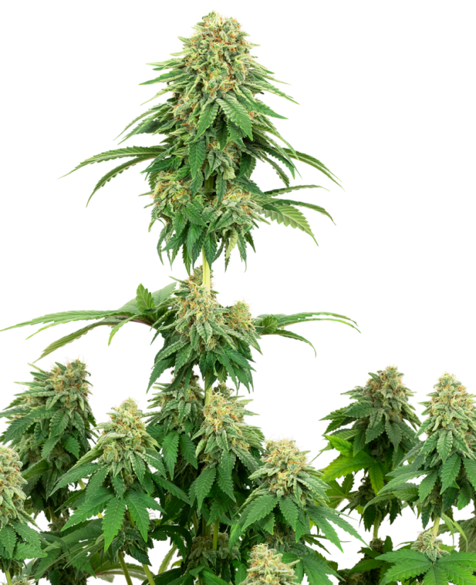 Sensi Seeds Cannabis Seeds Girl Scoutsküpsised Feminized by White Label, 3-10 tk