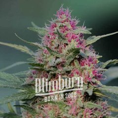 Blimburn Seeds Kaņepju sēklas Pink Rozay Feminized