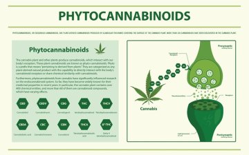 Fytocannabinoiden CBDP och dess jämförelse med andra cannabinoider