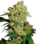 Sensi Seeds კანაფის თესლი Big Bud® ფემინიზირებული, 3-25 ც.