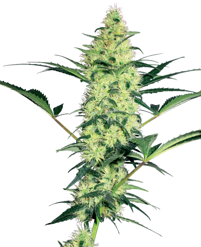 Sensi Seeds Cannabiszaden White Diesel Feminized van White Label, 3-10 stuks