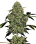 Sensi Seeds Cannabis Seeds OG Kush Automatic Feminized by White Label, 3-10 db