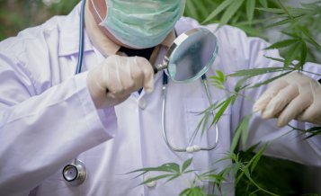 Muž skúma kanabinoid THCH z rastliny konope