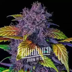 Blimburn Seeds Насіння коноплі Purple Lemonade Auto