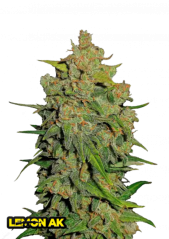 Fast Buds Cannabis Seeds Lemon AK Auto
