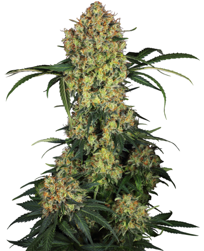 Sensi Seeds Насіння коноплі Aloha OG Feminized, 3-10 шт.